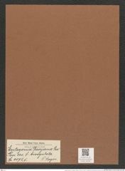Entogonia davyana f. biangulata P. Bergon. (de-Toni-Nr.: Genus 141, Species 4072) Zeichnungen Sammlung Grunow Mappe 04085 (Herbarium_W_Grunow_drawings_Folder_04085)